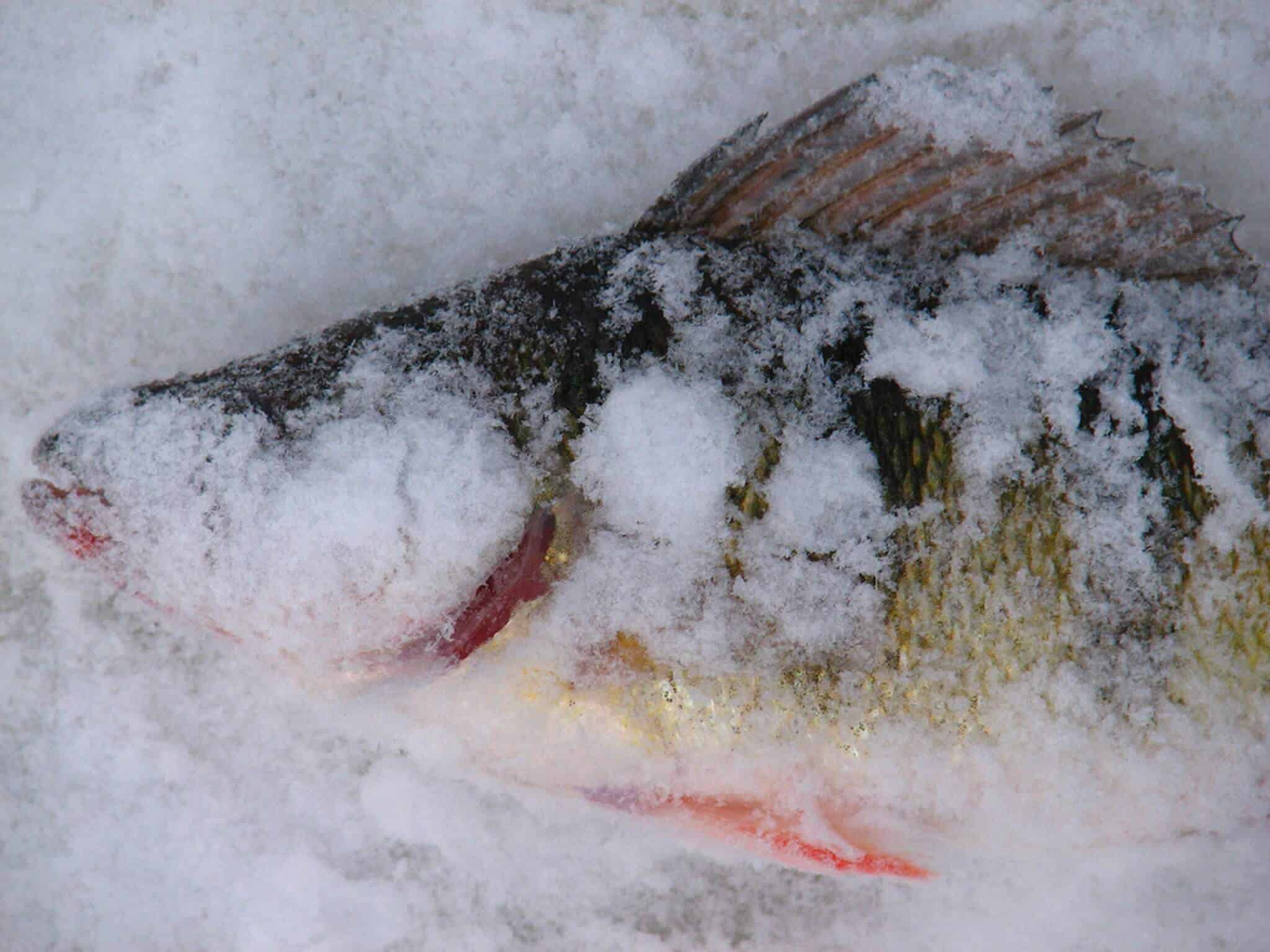 alimenti freschi e surgelati differenze