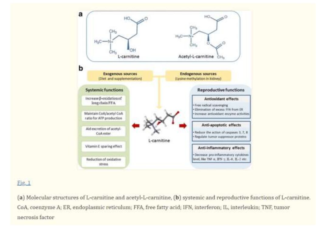 carnitina: effetti sulle donne