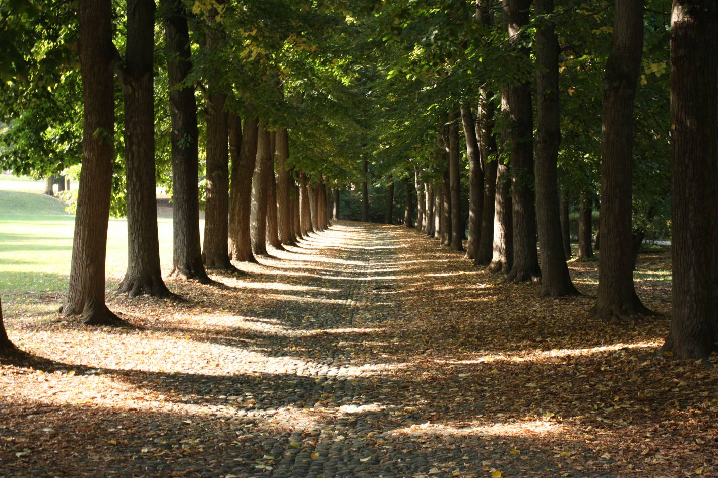 sport nel parco dellla mandria a venaria vicino a Torino, viale alberato da percorrere in bici o correndo