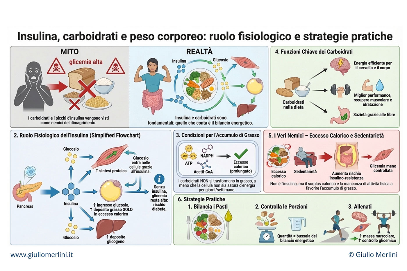 insulina, carboidrati e il loro effetto sul peso corporeo. Giulio Merlini spiega in una infografica perchè l'insulina e i carboidrati non sono nemici del dimagrimento