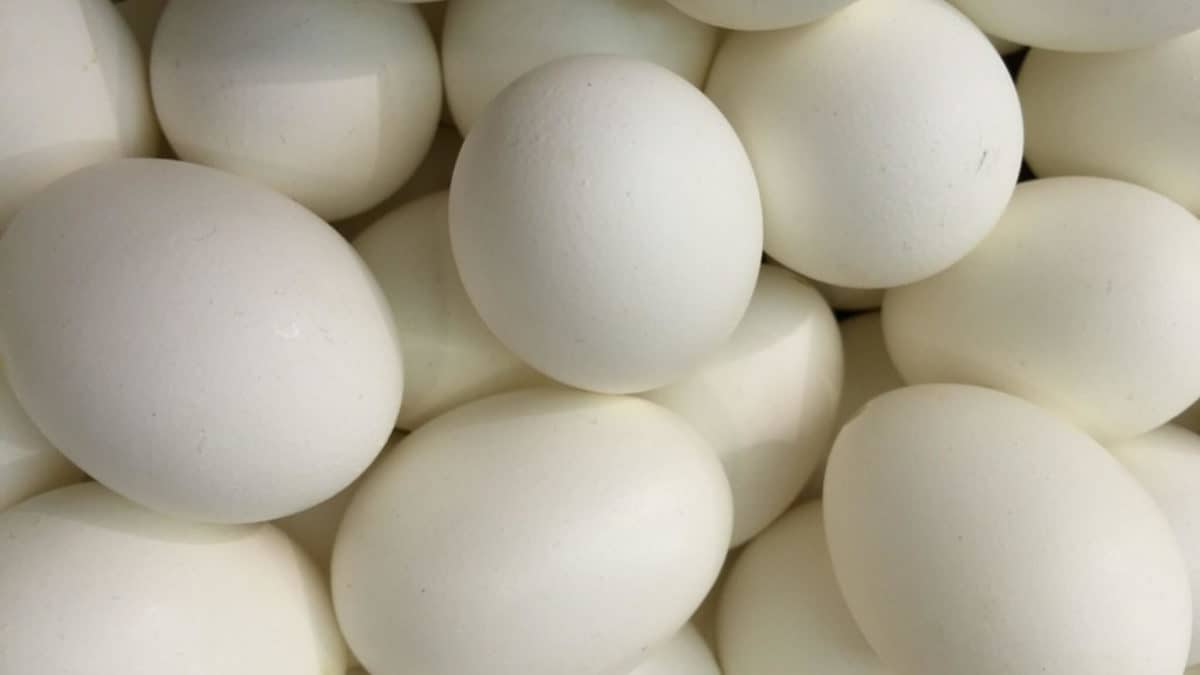 uova valori nutrizionali