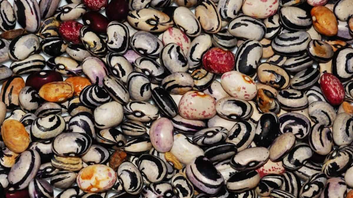 alimenti ricchi di ferro