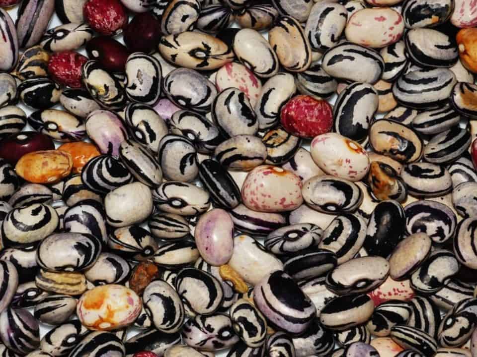 alimenti ricchi di ferro