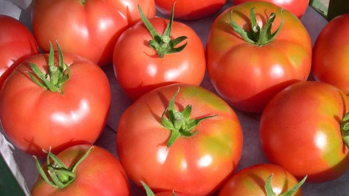 le solanacee fanno male