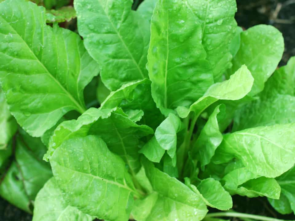 spinaci con ceci alla sivigliana