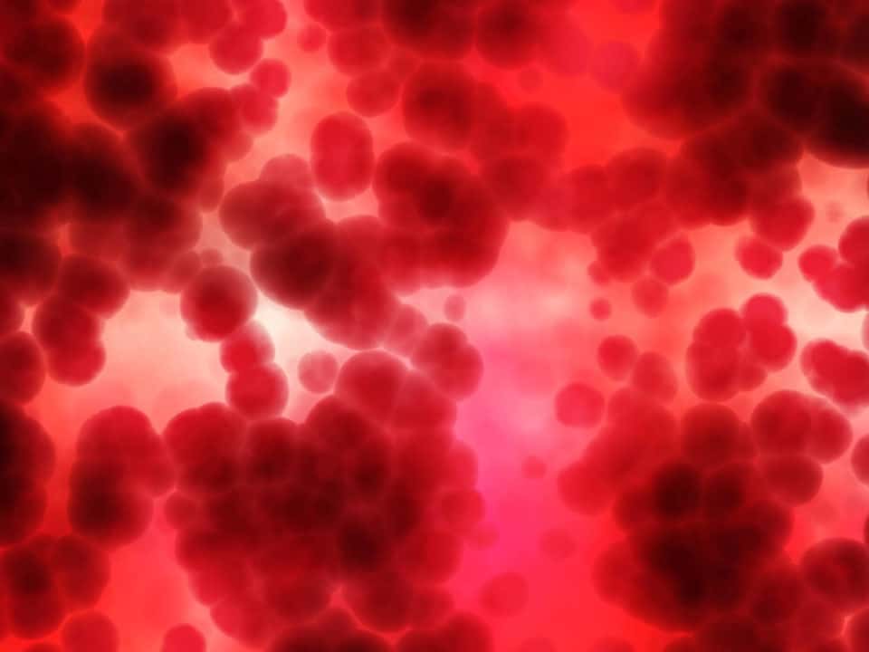 la dieta del gruppo sanguigno