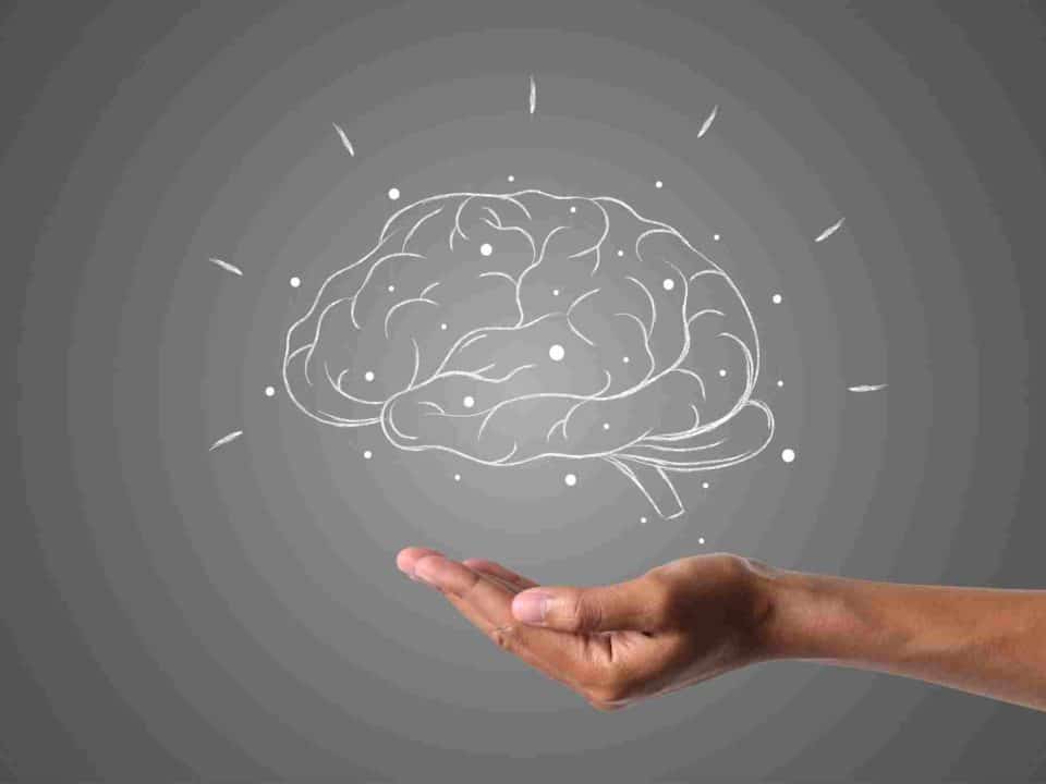 l'alimentazione per il cervello