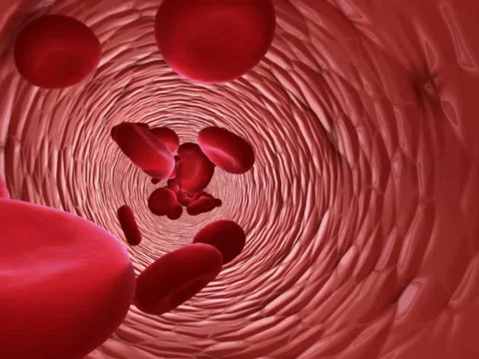 Che cos'è l'MCHC e valori di riferimento