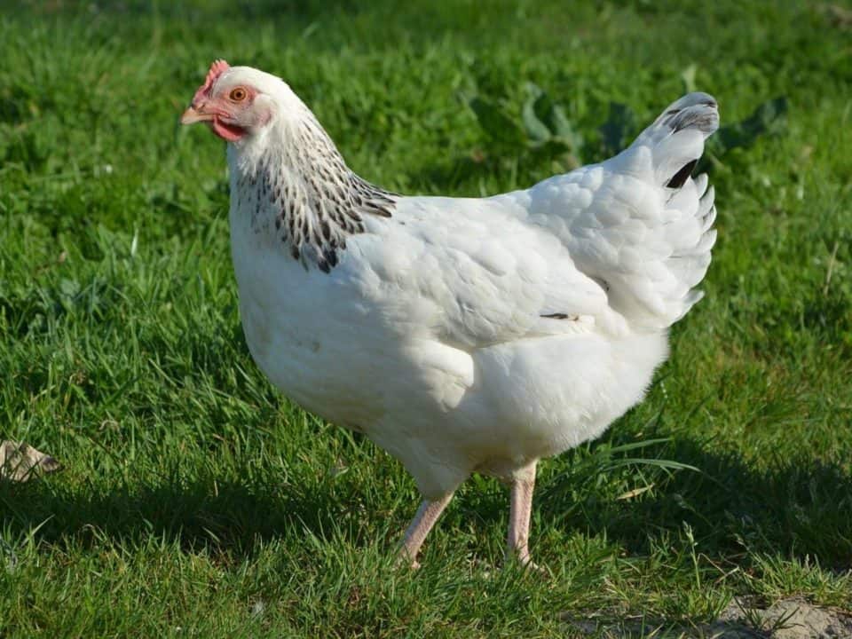 quante uova fa una gallina in un anno