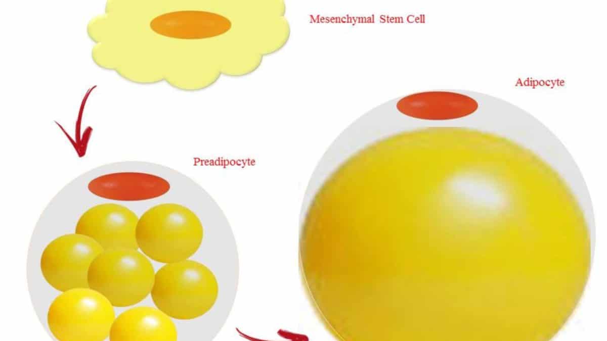 regolazione dei trigliceridi
