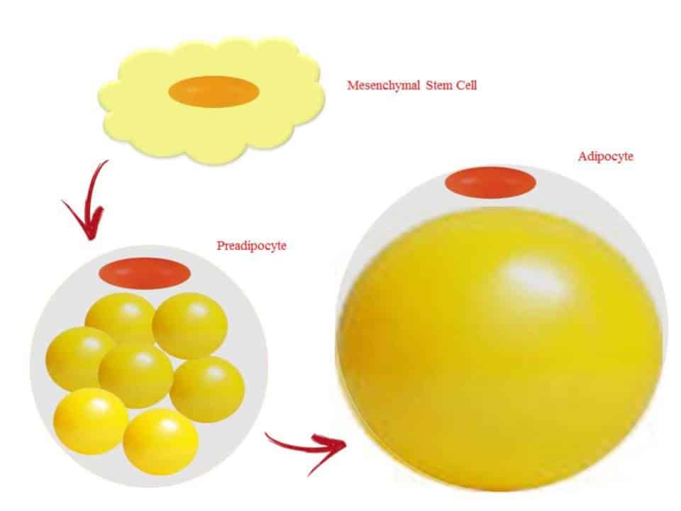 regolazione dei trigliceridi
