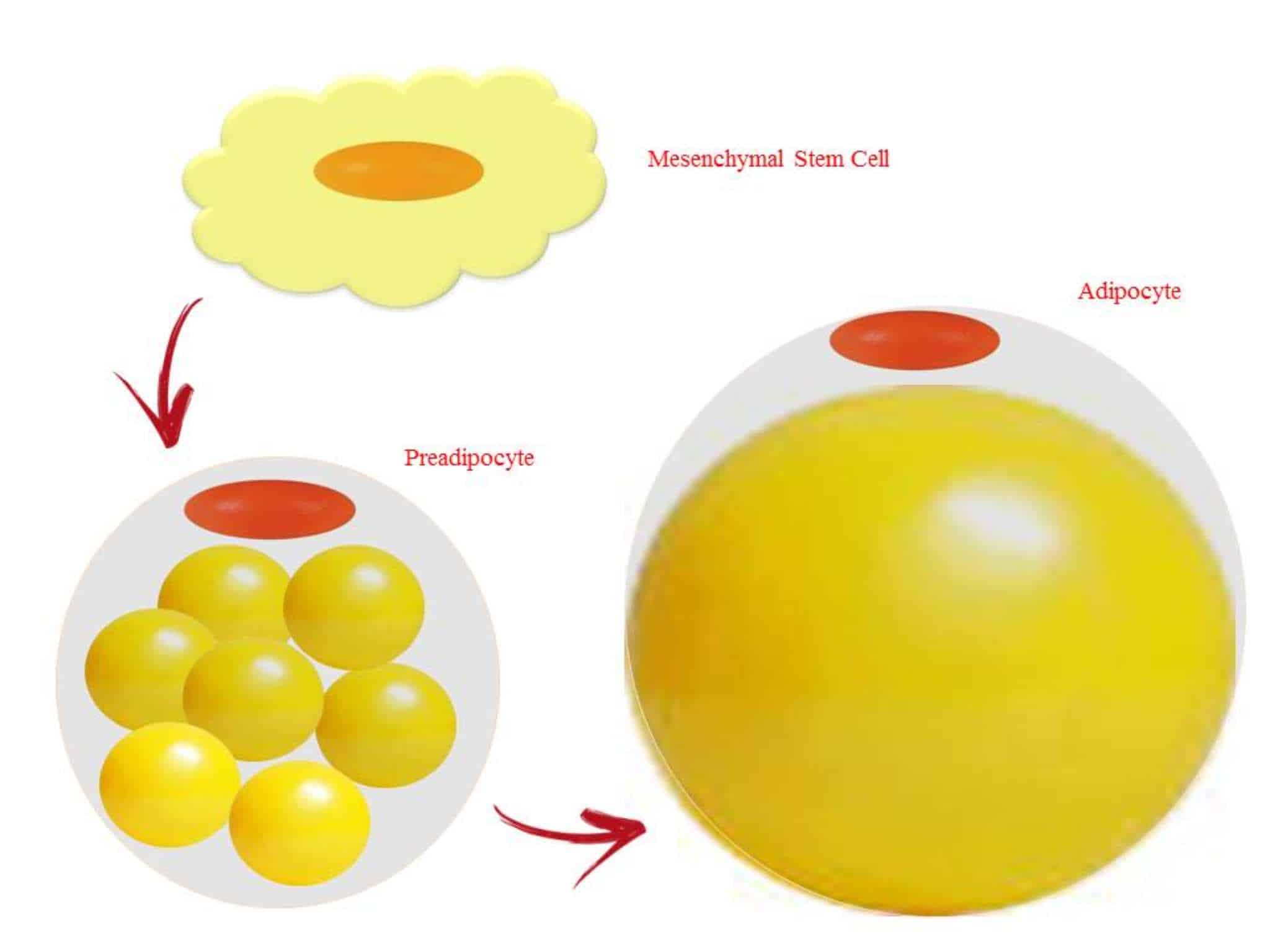 regolazione dei trigliceridi