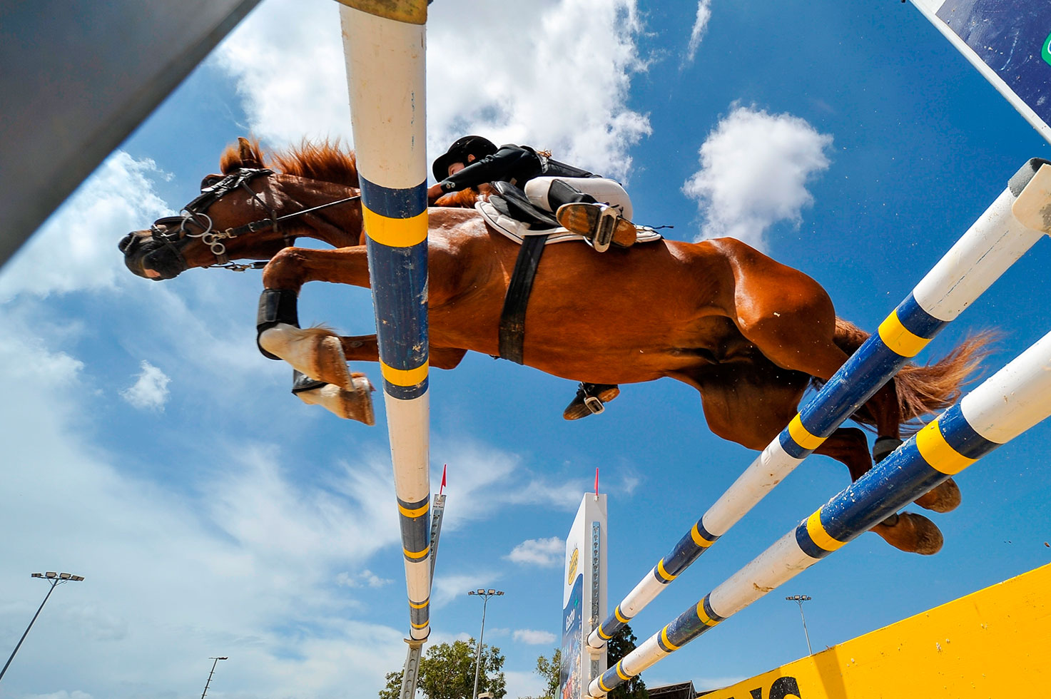 nutrizionista sport equestri cavallo che salta ostacolo con fantino